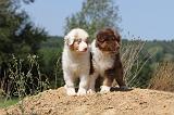 BERGER AUSTRALIEN PUPPIES 071